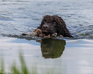 Ghillie