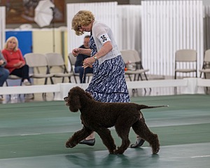 36 - GCH ARROYO'S BEGIN THE BEGUINE AX OAJ NF (Porter)