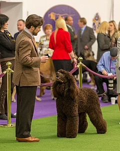 08 - GCH CH Quiet Storm My Boy's Wicked Smart CGCA TKA (Bayes)