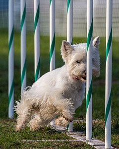 Cricket Turco-Levin
