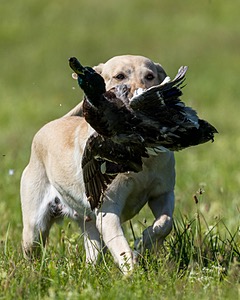 Stormy Curry