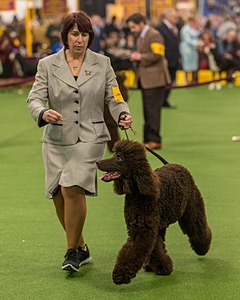 10 - GCH CH Chantico's Shelter From The Storm RN OF AX OAJ CD (Reef)