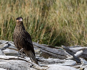 20260327-0096.jpg