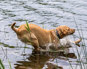 20170603-SHRW-1926.jpg
