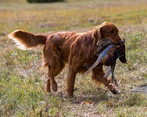 Tracker