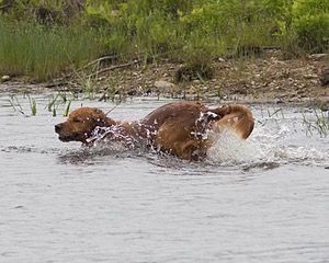 UCD SHR Sand Dancer's Windfall JH CDX