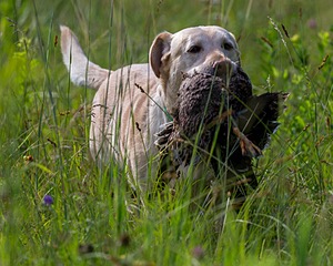 20170716-WCL-0016.jpg