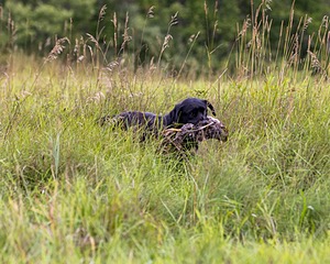 Ben