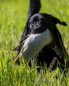 Ranger Schuko
