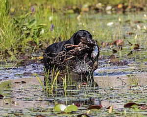 Nancy Freita's Dog