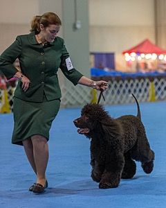 21 - GCHB CH Flintcrest Full Monty (Jonny)