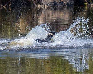Ziva Millikin