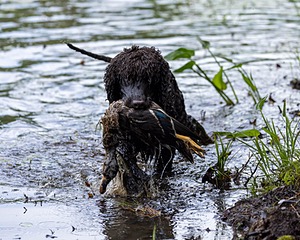 Ghillie Kezer