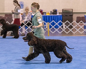 19 - GCH CH Axelhurn Now I'm Here (Marcus)
