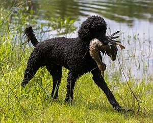 Briscoe Cassidy