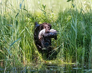 BEAR Krackow