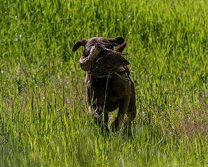 Brady Restucci