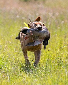 Gator Roche