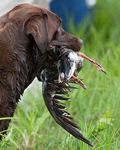 Beaver Creeks Princess Kudu