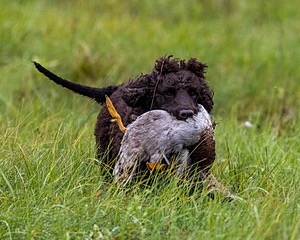 Ghillie Kezer