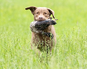 Hunter Law