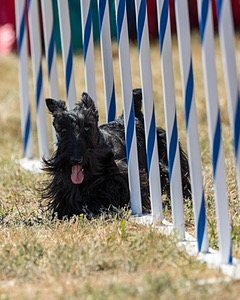 Mason White