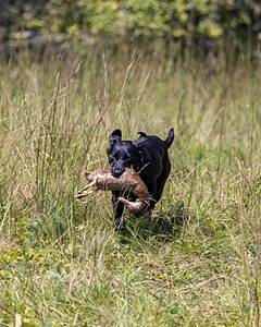 Kona Reise