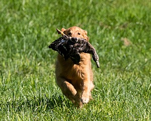 Breezy Peterson