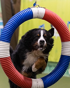Zuber Jaskiewicz