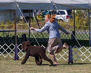 05 - GCH WATERFORD'S TROUBLE BREWING