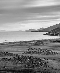 Gentoo Penguins, Saunders Island, The Falklands