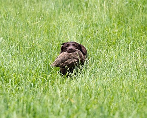 20160604-SEAL-1180.jpg