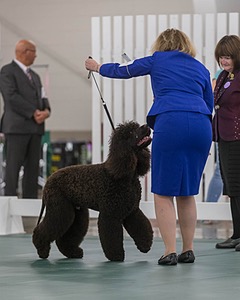 35 - GCHB CH FLINTCREST FULL MONTY (Jonny)
