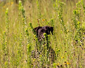 Cooper Zuppa