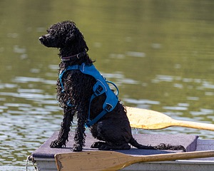 Boaty Bellicose