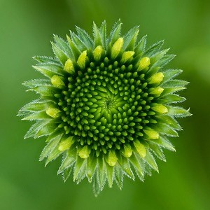Dahlia, Massachusetts