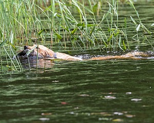20170603-SHRW-1948.jpg