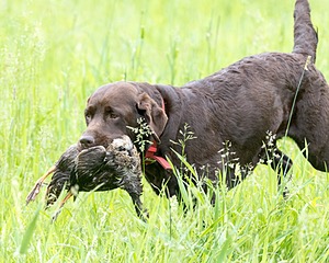 20160605-SHRL-0018.jpg