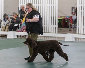 38 - GCH WHISTLESTOP'S ABRACADABRA RN CGC