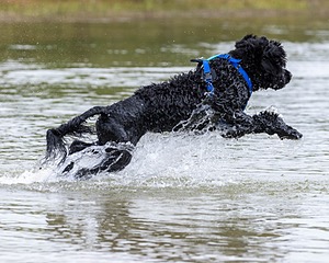 Magic Simmons