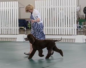 36 - GCH ARROYO'S BEGIN THE BEGUINE AX OAJ NF (Porter)