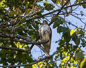 20160925-C-0050.jpg