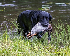 20170603-SHRW-1468.jpg