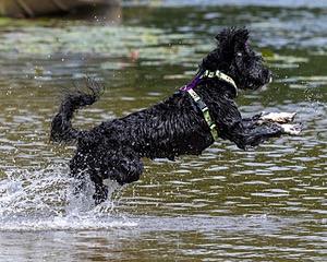 Dottie Notestine