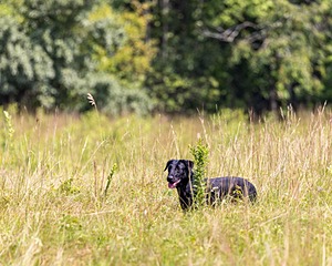 Ziva Jefferson