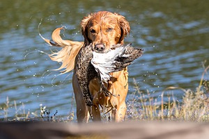 20160924-MH2-0245-2.jpg