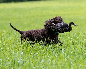 Ghillie Kezer