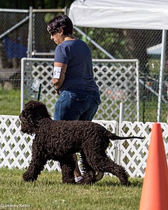 16 - GCH CH Chantico's Shelter From The Storm CD RA MX AXJ MXP2 MJP2 MJPB XF DS (Reef)