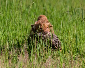 20170604-SEAL-0012.jpg