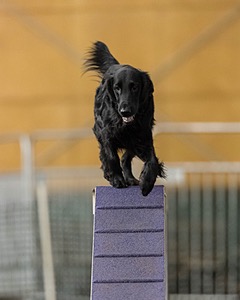 Kibo McCune